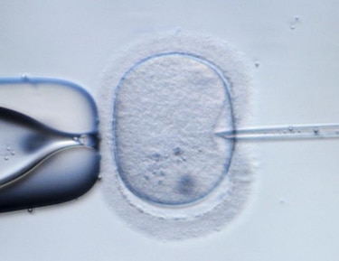 Hallazgo científico suma información para entender fertilidad y concepción