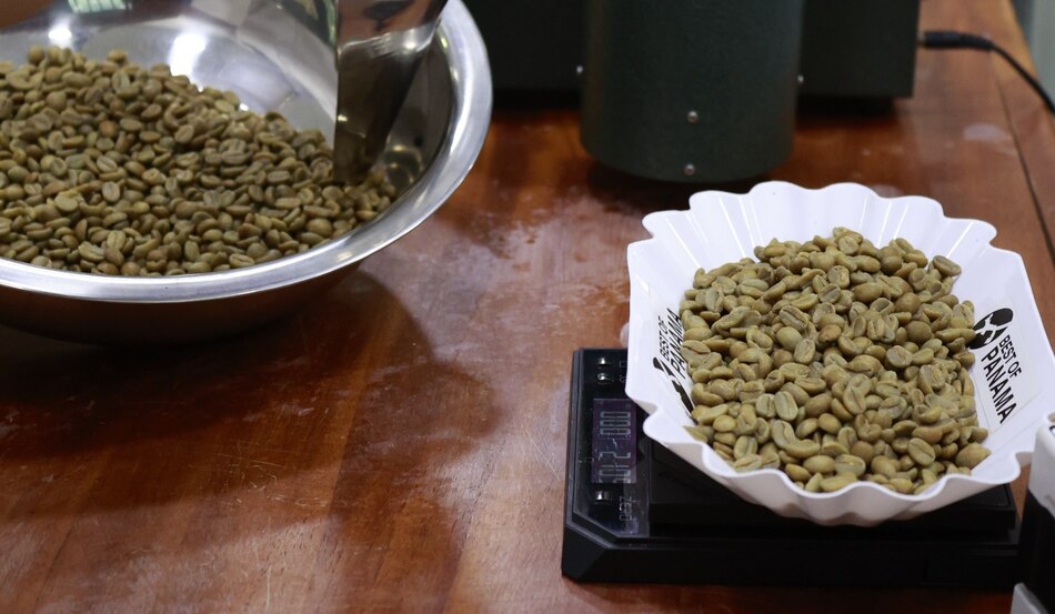 Productores de café entregan sus mejores lotes para participar en el certamen The Best of Panamá