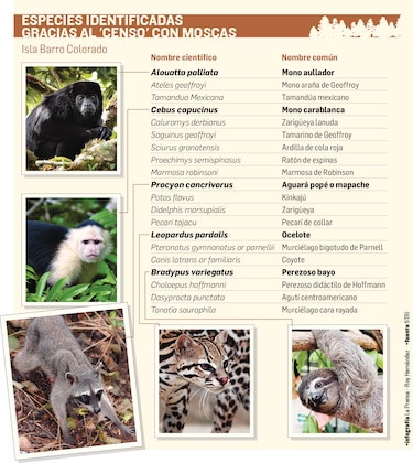 Censo biológico con moscas