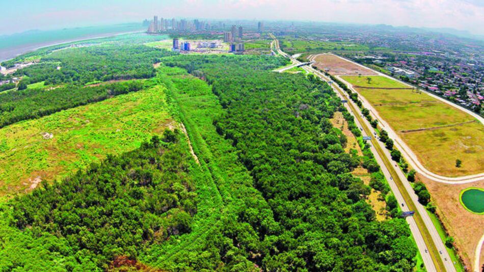 Obra en Juan Díaz arrasaría con manglares