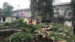 Miviot y alcaldesa encargada de Panamá se enfrentan por tala de árboles en Brooklincito