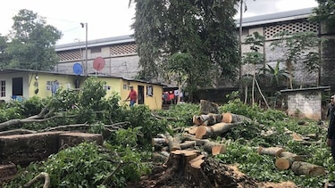 Miviot y alcaldesa encargada de Panamá se enfrentan por tala de árboles en Brooklincito