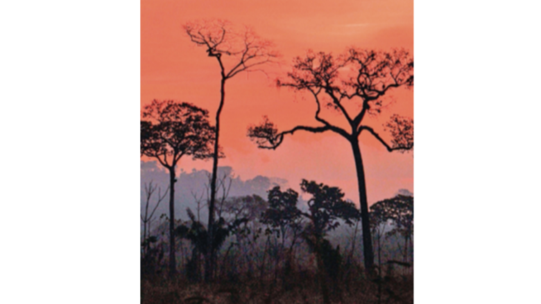 ‘2020, el peor año para el Amazonas por incendios’