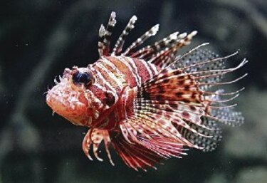 Cuba le apuesta al venenoso pez león