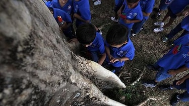 Un festejo bajo un árbol Panamá