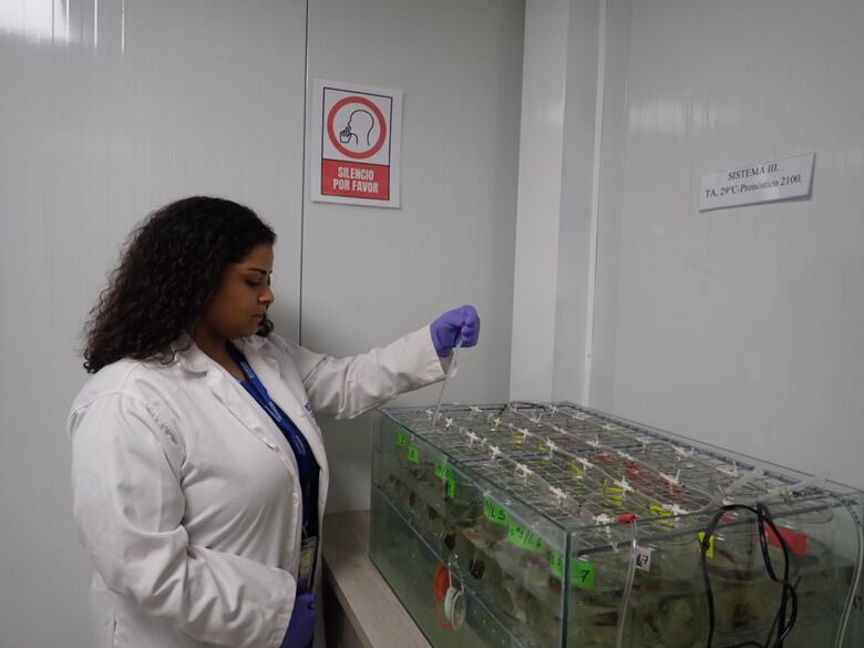 Contaminación por plaguicidas pone en peligro los ríos Chiriquí Viejo, Chagres y Tonosí