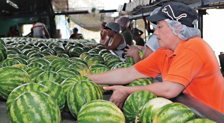 Frutas panameñas se pierden en Europa