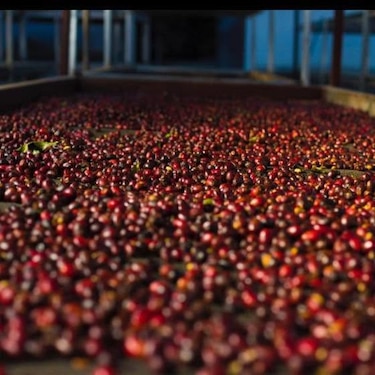 Comprador de Corea del Sur paga $14,710 por kilo de café geisha panameño
