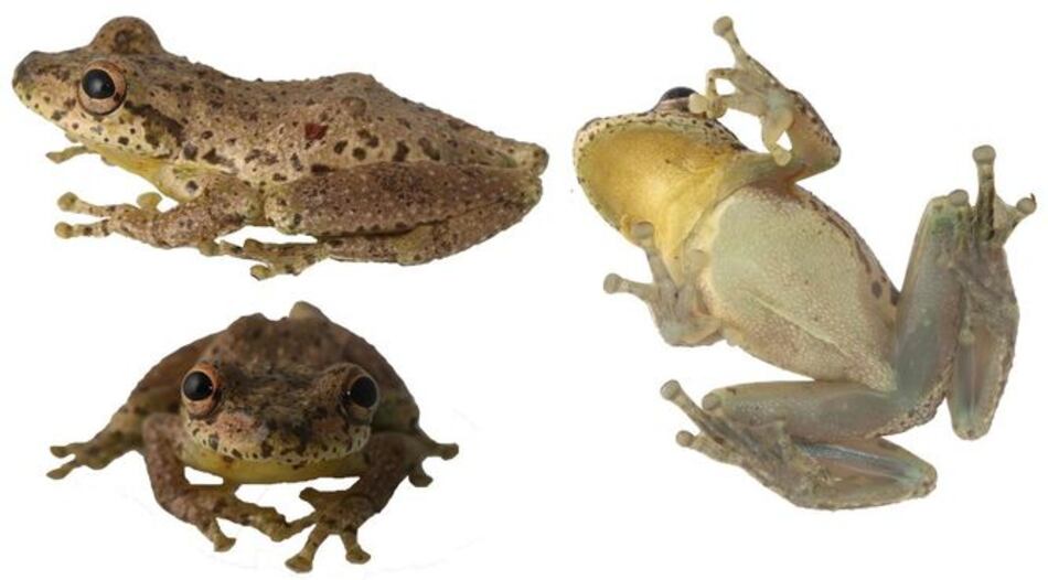 Colombia sorprende con el descubrimiento de una rana que croa como cabra