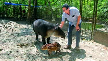 ‘Catalina’, cría de tapir, nace en cautiverio