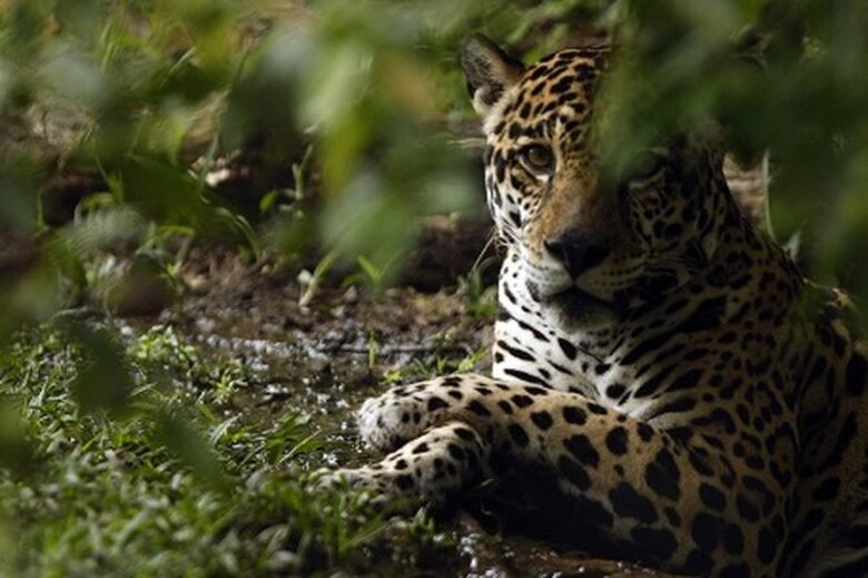 Atesoran la huella del jaguar al otro lado del lago Alajuela