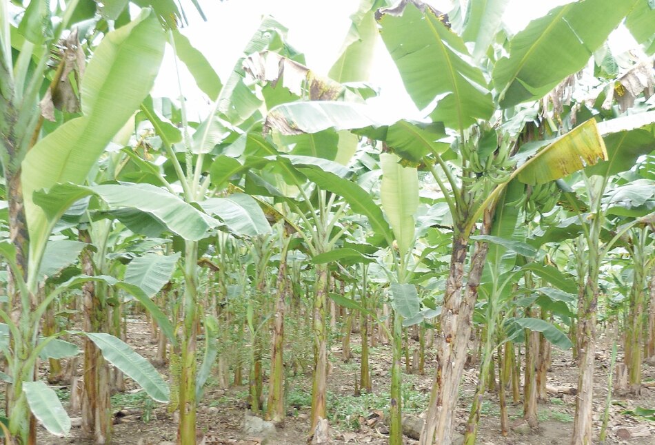 Fallo favorece a Banapiña en demanda de productores