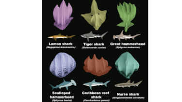 ¿Cómo puede contribuir la ‘caspa de tiburón’ a la conservación de los arrecifes de coral?