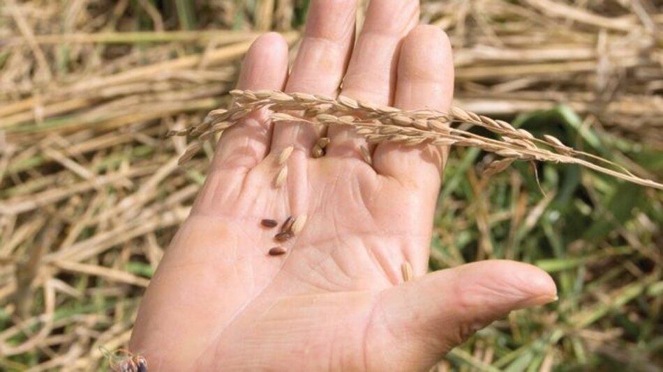 Rescate de cultivos tradicionales