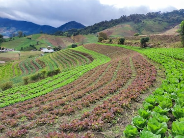Estos son los alimentos que han subido de precio en Merca Panamá