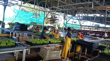 Coobana reactiva la producción bananera en Bocas del Toro