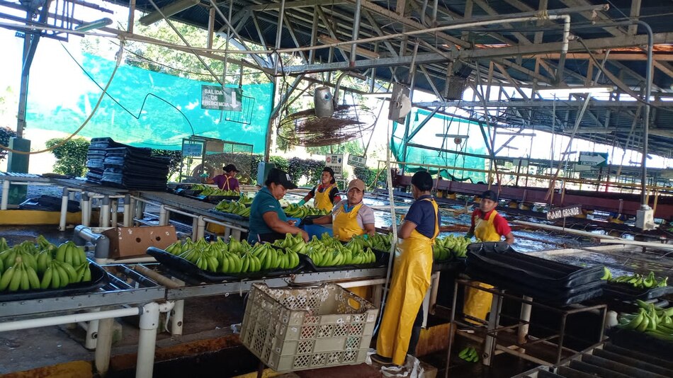 Coobana reactiva la producción bananera en Bocas del Toro