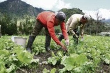 Cerro Punta se queda sin producción