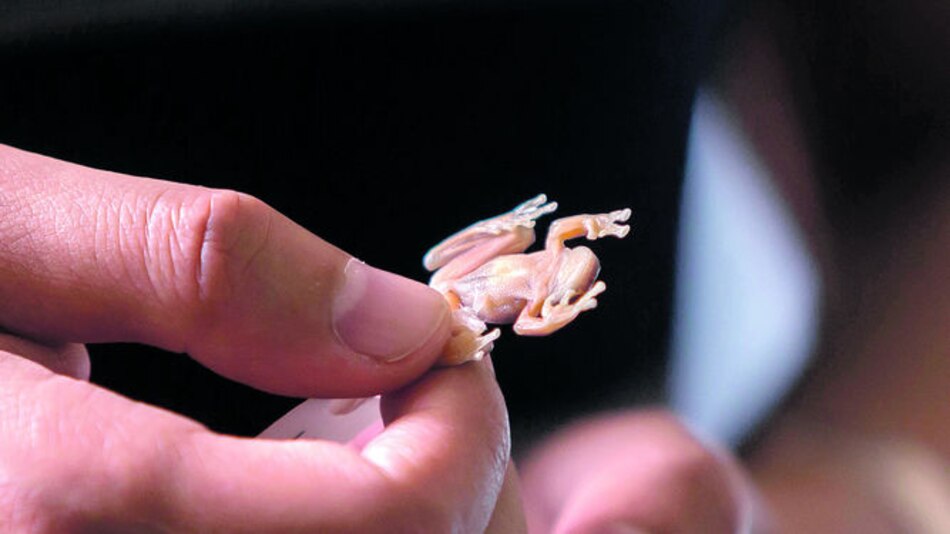 Nueva rana de cristal sale a la luz