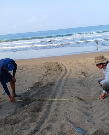 La tortuga marina más grande del mundo vuelve a anidar en Panamá