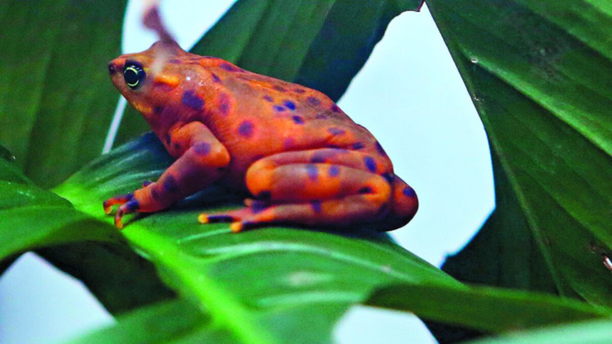 En el Centro de Rescate y Conservación de Anfibios de Gamboa trabajan con ocho tipos de anfibios.