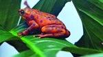 Estimulan supervivencia de anfibios
