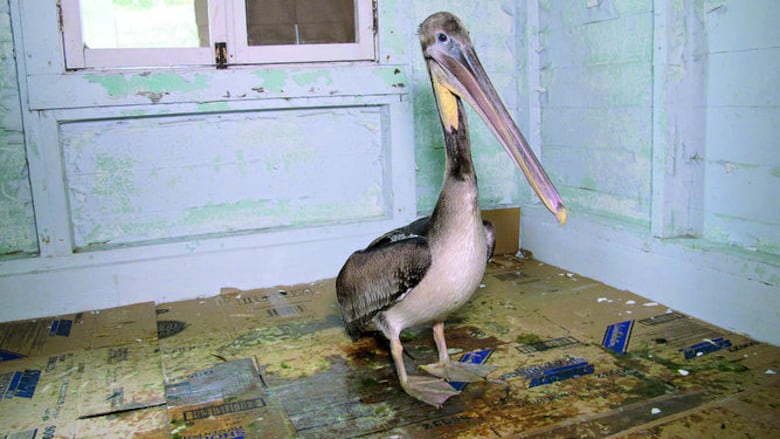 La rara agonía de los pelícanos