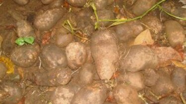 Cultivos en Darién prosperan por lluvias sostenidas