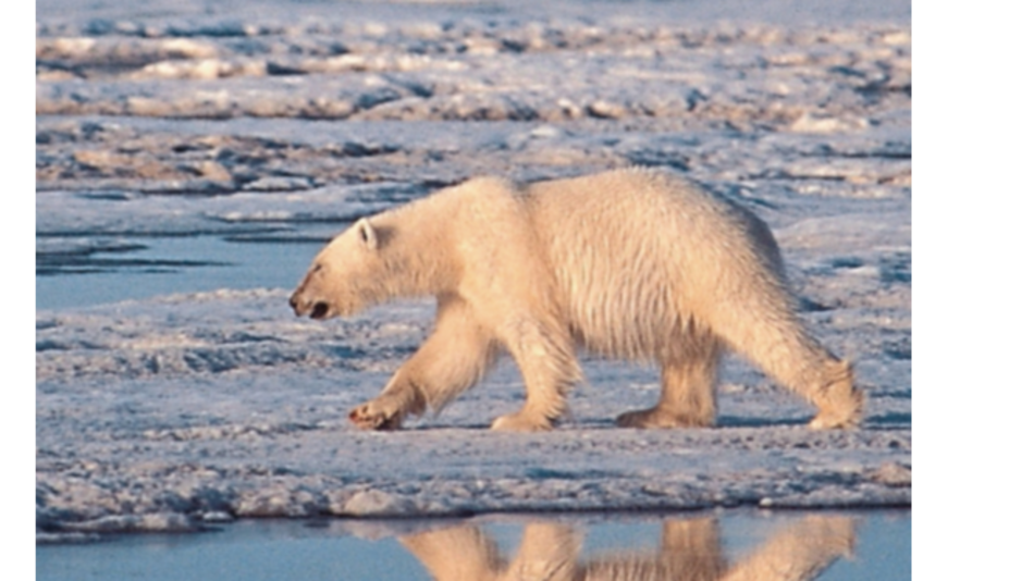 Emprendedores se dan un chapuzón en el mar Báltico