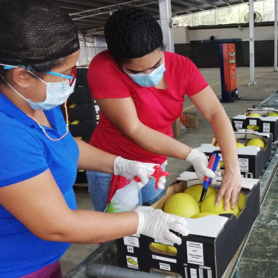 Productores santeños exportan melón amarillo a Inglaterra