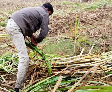 Etanol en Panamá: Gobierno impulsa nueva ley para reactivar caña de azúcar y atraer inversión