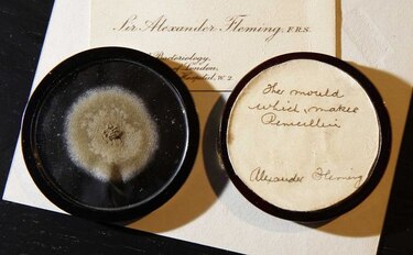 Subastan moho que usó Alexander Fleming para hacer penicilina