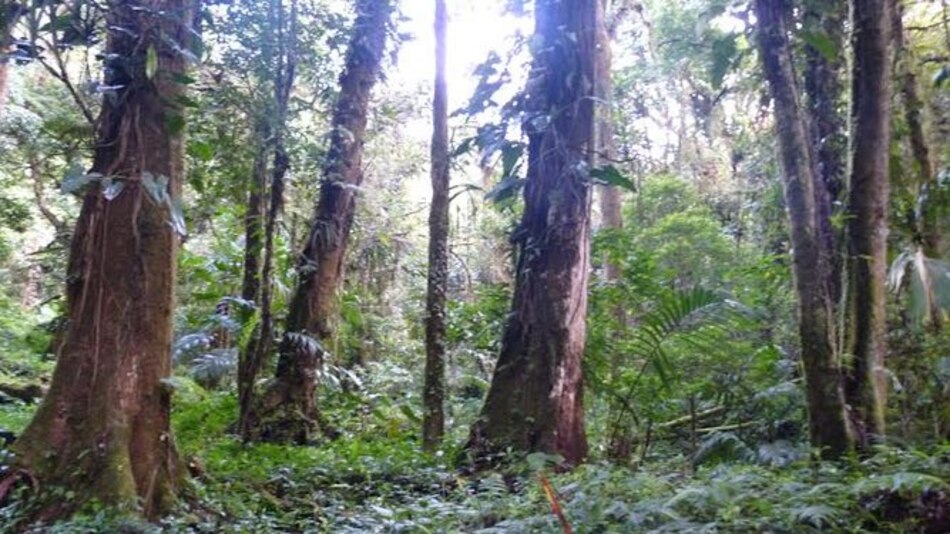 Por fuertes lluvias se cierra el Parque Internacional la Amistad