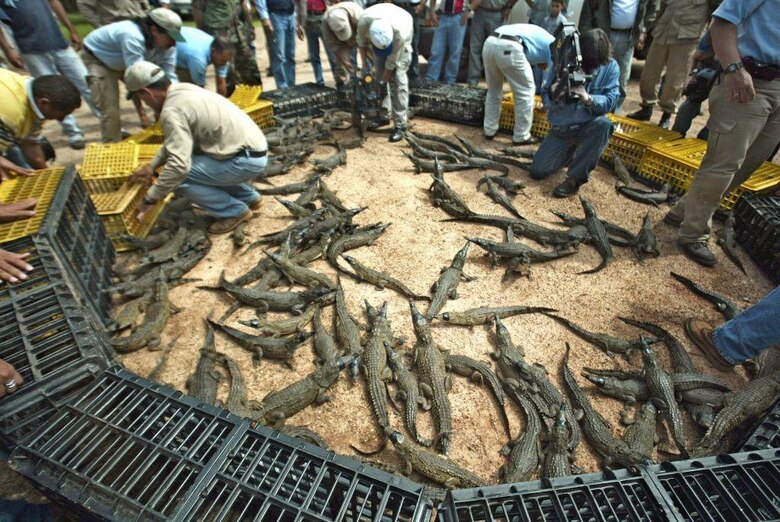 Cómo Juancho, un caimán del Orinoco, juega desde Dallas un papel clave para impedir la extinción de su especie