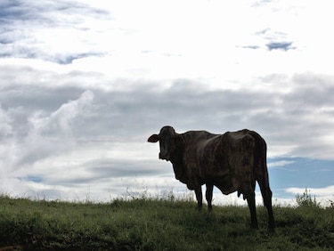 Carne artificial contra el cambio climático