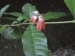 Esperanza en ‘Coibanoles’