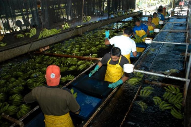 ‘Bananalandia’: una tierra secuestrada por la desidia y los juegos de poder