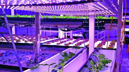 Impulsan agricultura en ambiente controlado