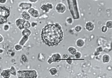 Los pueblos indígenas eran guardianes de la Amazonía occidental