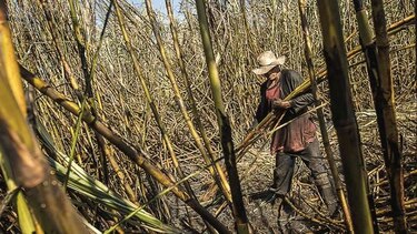 Brasil aprueba uso comercial de caña modificada