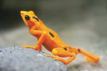 Ranas doradas se alejan de su extinción