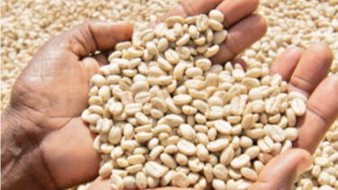 Colombia dará ayuda a productores de café