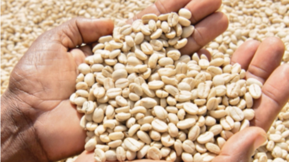 Colombia dará ayuda a productores de café