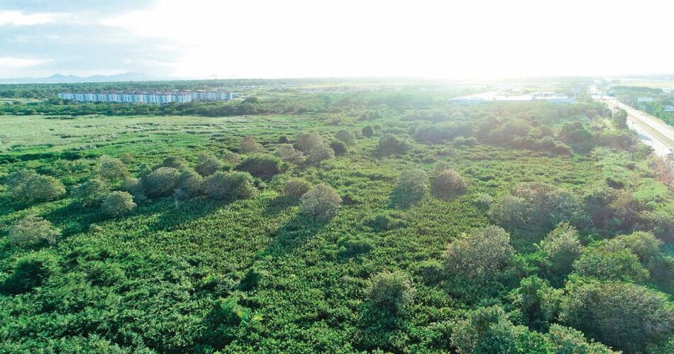 Humedal bahía de Panamá, a la espera de plan de manejo