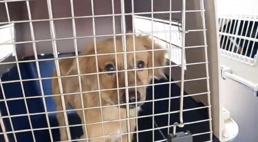 ‘Mili, La Españolita’, una perra polizonte que trabaja en Panamá tras cruzar el Atlántico