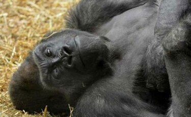 Muere gorila de 31 años en zoológico de Ohio