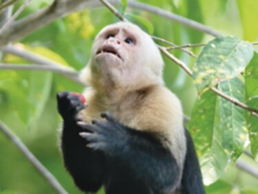 Animales silvestres como mascotas, la amenaza la fauna