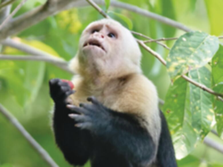 Animales silvestres como mascotas, la amenaza la fauna