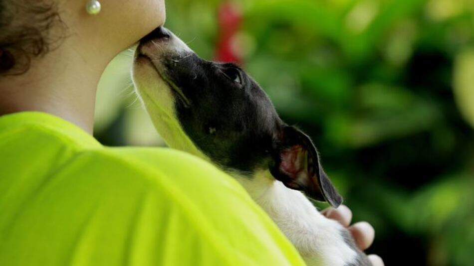 Alcalde Blandón derogaría decreto sobre tenencia de mascotas
