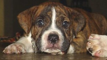 Dottie, el amor de la casa